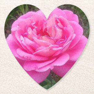 Romantic Pink Rose 'Leonardo Da Vinci'   Paper Coaster