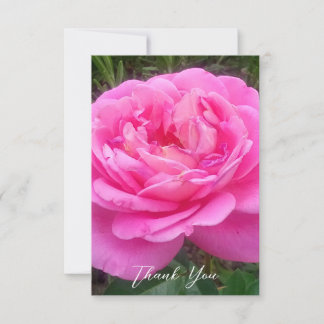 Romantic Pink Rose 'Leonardo Da Vinci' Thank You Card