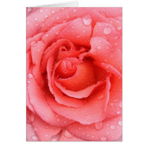 Romantic Pink Rose Water Drops