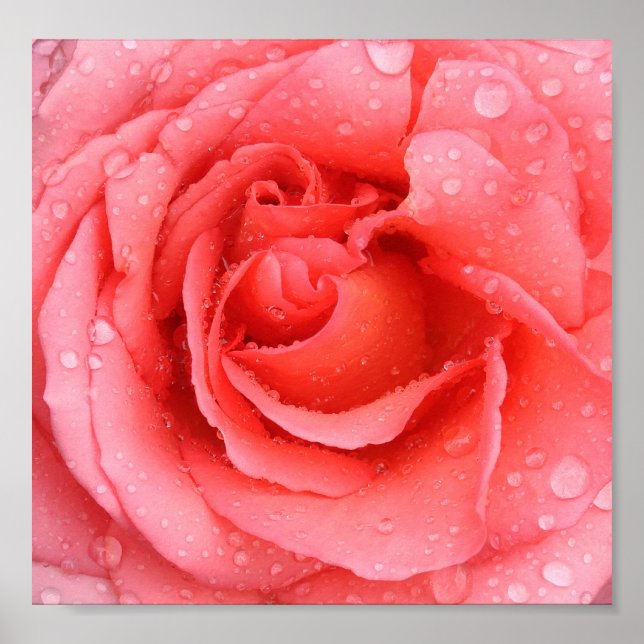 Romantic Pink Rose Water Drops Poster (Front)