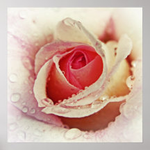 Romantic Pink Rose with Raindrops Flower Macro