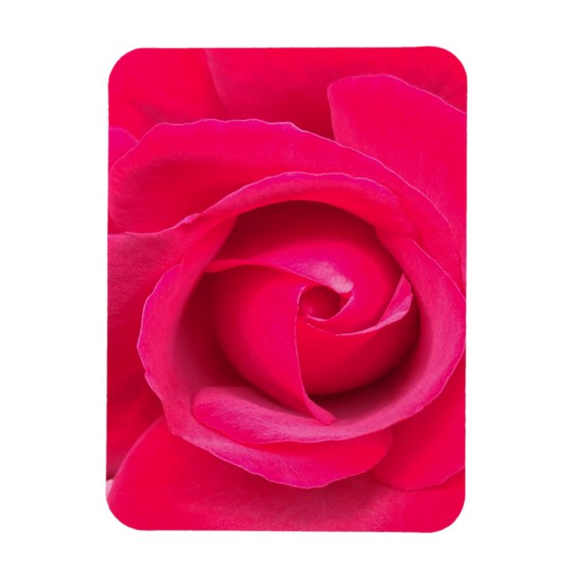 Romantic Red Pink Rose Magnet (Vertical)