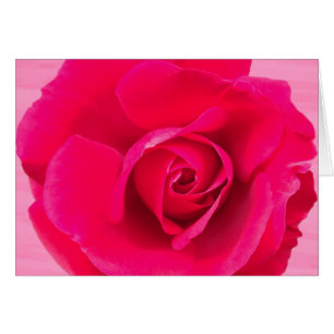 Romantic Red Pink Rose v2