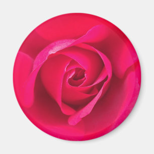 Romantic Red Pink Rose v2 Magnet