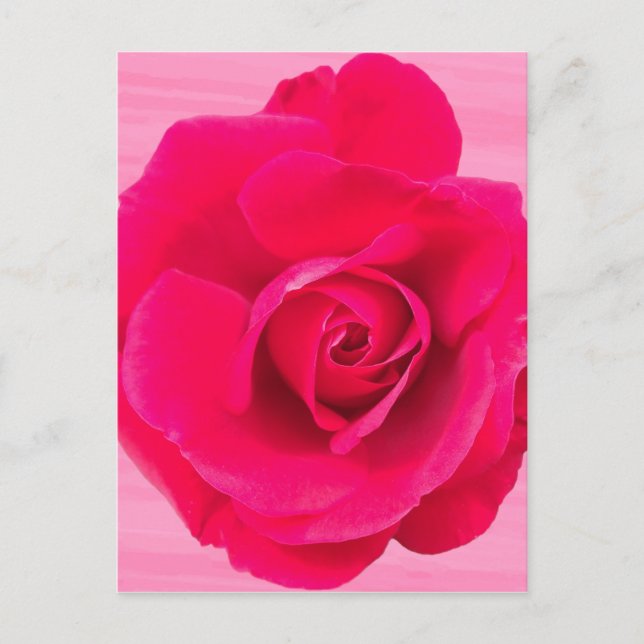 Romantic Red Pink Rose v2 Postcard (Front)