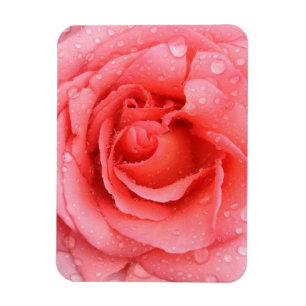 Romantic Red Pink Rose Water Drops Magnet