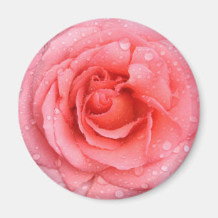 Romantic Red Pink Rose Water Drops Magnet