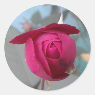 Romantic Red Rose Classic Round Sticker