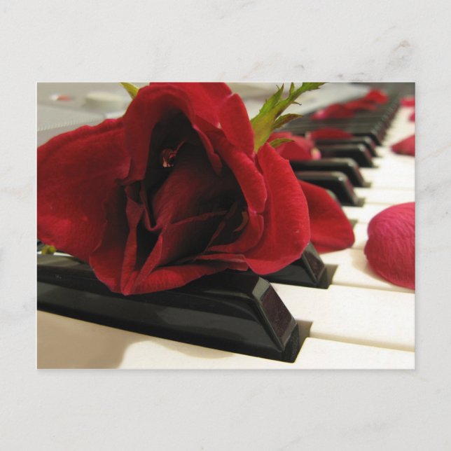 Romantic Red Rose Love Postcard (Front)