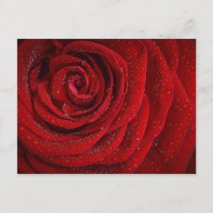 Romantic Red Rose Postcard