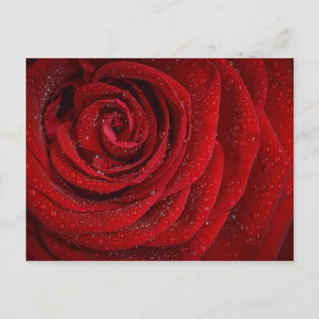 Romantic Red Rose Postcard (Front)
