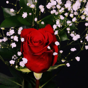 Romantic Red Rose Valentin's Card