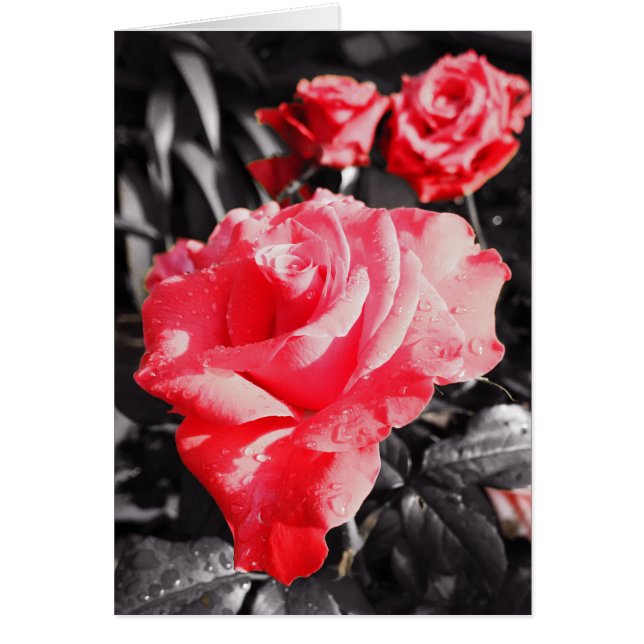 Romantic Red Roses (Front)