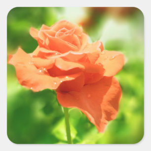 Romantic Rose Flowers #2 Square Sticker