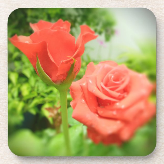Romantic Rose Flowers Coaster (Front)