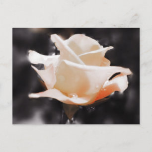 Romantic Rose Flowers Postcard