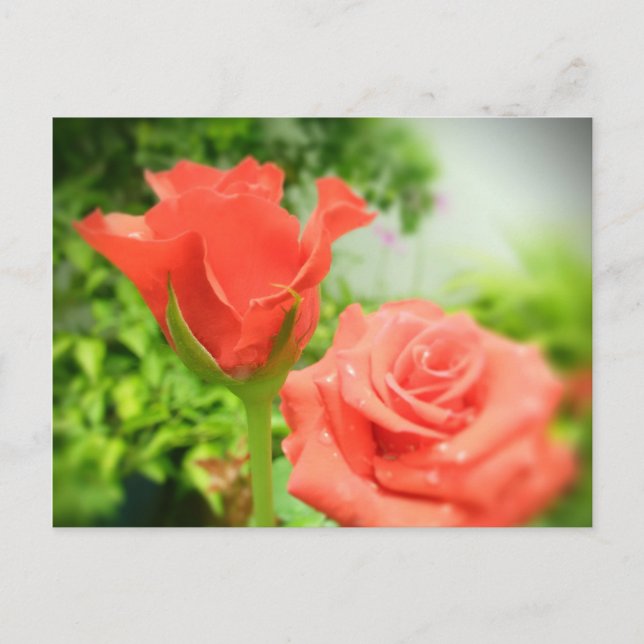 Romantic Rose Flowers Postcard (Front)