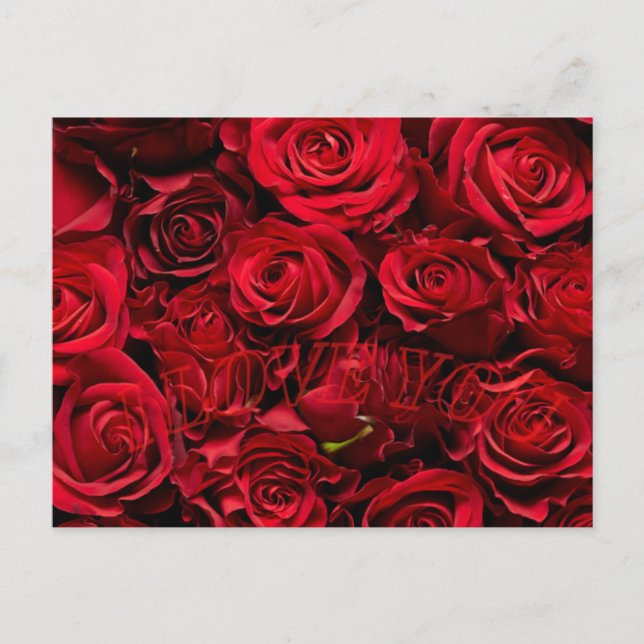 Romantic rose love valentine's day postcard  (Front)