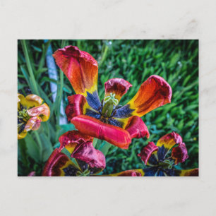 Romantic Safari Floral Bridal Shower Peace Destiny Invitation Postcard