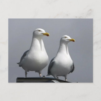 Romantic Seagull Pair Moody Scottish Isle of Skye Postcard