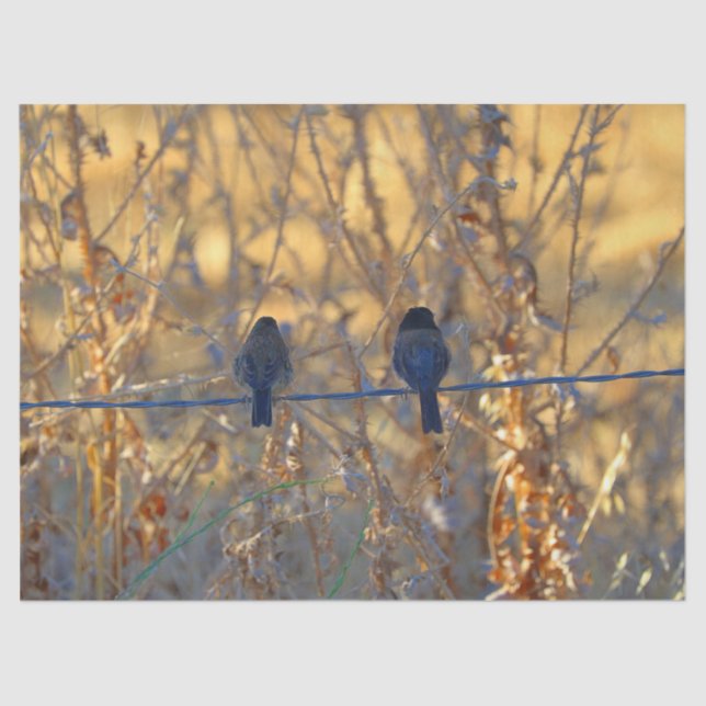 Romantic sparrow bird couple on a wire, Photo Tissue Paper (Front)