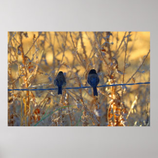 Romantic sparrow bird couple, up to 36"x24" Photo Poster