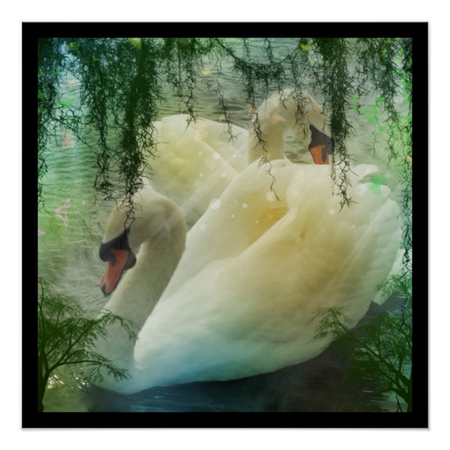Romantic Spring Swan Lake White Swans Poster (Front)
