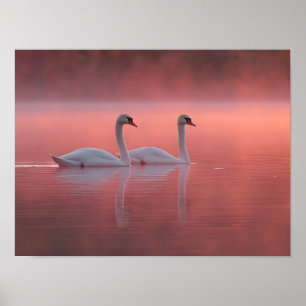 Romantic Swans on Pink Lake Misty Sunrise  Poster