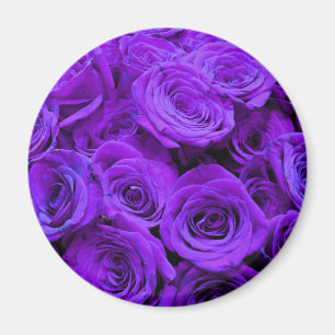 romantic violet purple roses, pretty rose bouquet magnet