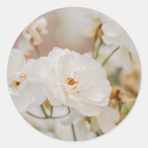 Romantic White Korbin Rose Flowers Nature Photo Classic Round Sticker