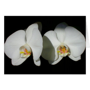 Romantic White Orchids, tropical floral photo