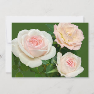 Romantic  white pink roses  invitation
