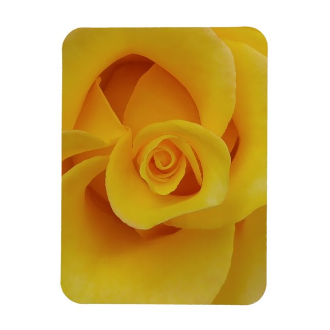 Romantic Yellow Rose Petals Magnet (Vertical)