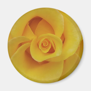 Romantic Yellow Rose Petals Magnet