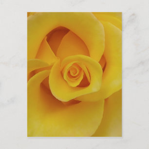 Romantic Yellow Rose Petals Postcard