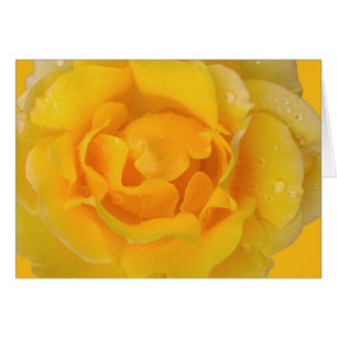 Romantic Yellow Rose Water Drops