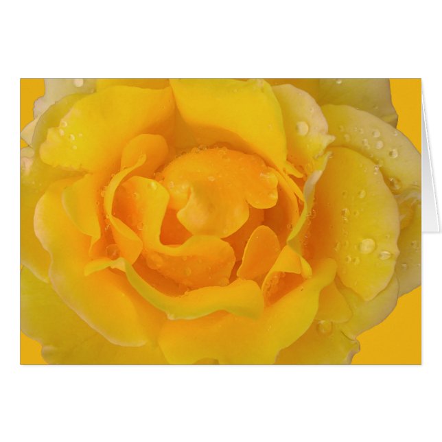 Romantic Yellow Rose Water Drops (Front Horizontal)