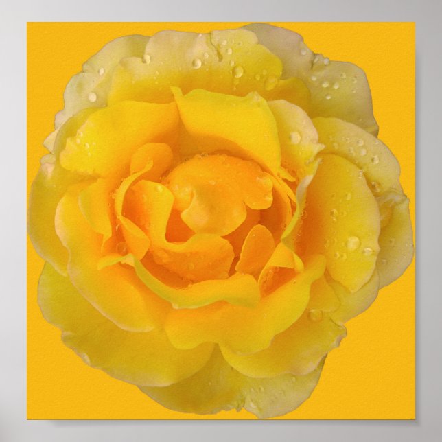 Romantic Yellow Rose Water Drops Poster (Front)