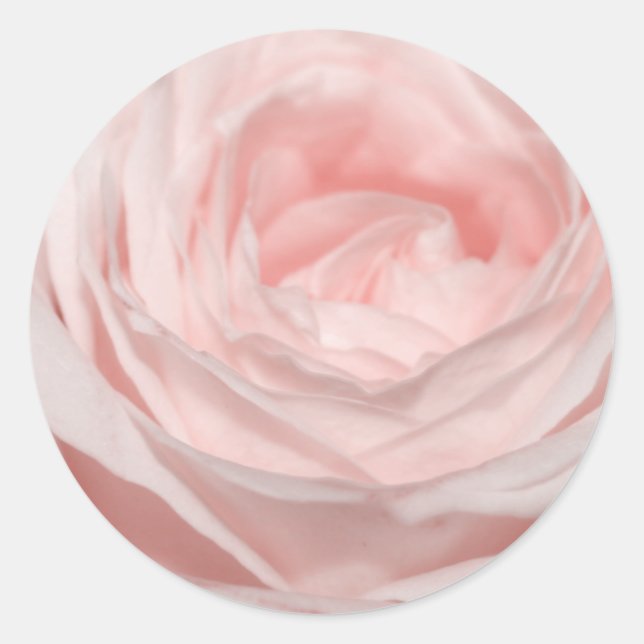 Romantica pink rose classic round sticker (Front)