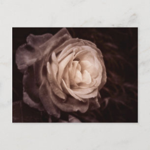 Romantica- this rose says love postcard