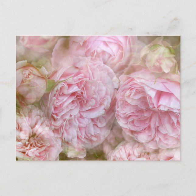 Romantische Rosen - Romantic Roses Postcard (Front)