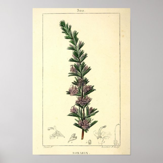Romarin, Rosemary Plant Print (Front)
