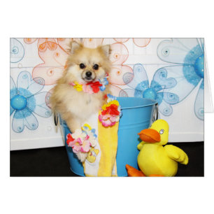 Romeo - Pomeranian -1