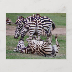 Romping About Postcard