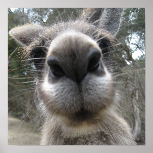 Roo Bob Poster (Front)