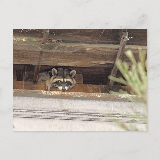 Roofie Racoon Postcard (Front)