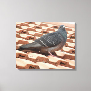 Rooftop Pigeon Canvas Print