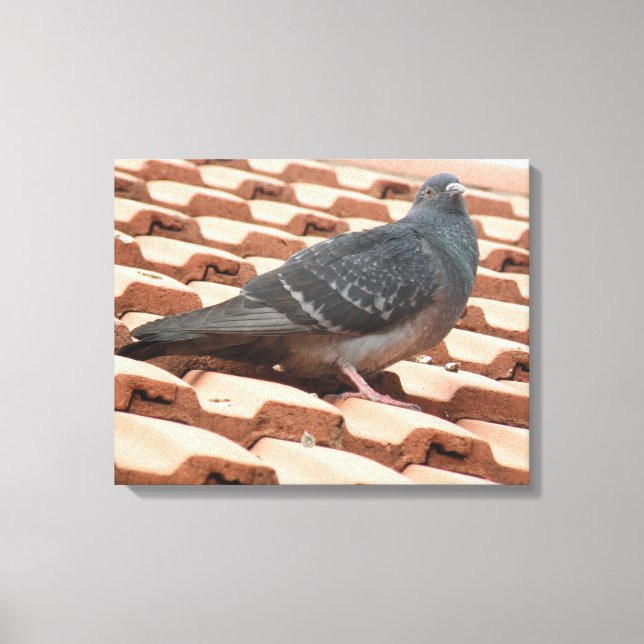 Rooftop Pigeon Canvas Print (Front)