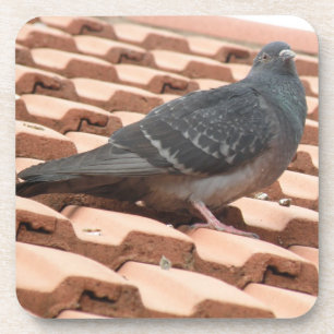 Rooftop Pigeon Cork Coaster
