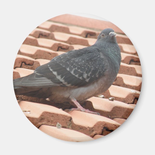 Rooftop Pigeon Magnet (Front)